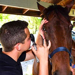 Equine Services for South Florida including Miami-Dade, Broward, Palm Beach, Collier, Hendry, and Monroe Counties