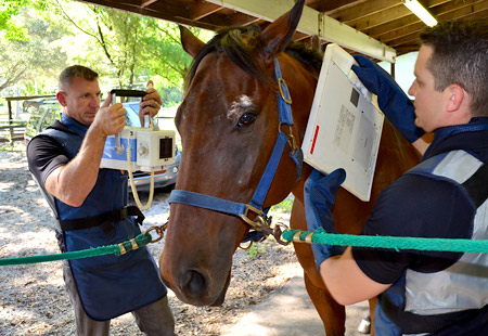 Equine Veterinary Services for South Florida including Miami-Dade, Broward, Palm Beach, Collier, Hendry, and Monroe Counties